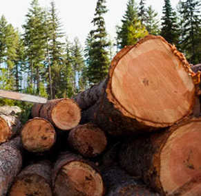 AIRBEST fournit le vide ventouses pour le traitement des bois